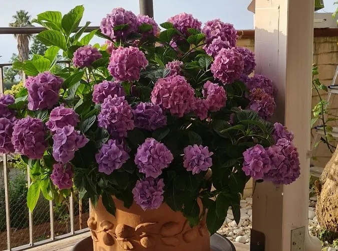 Alojamento de Acomodação e Pequeno-almoço La Casa Di Martina Zambrone