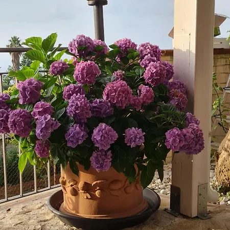 Nocleg ze śniadaniem La Casa Di Martina Zambrone